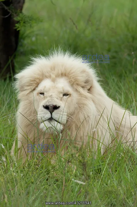 : South Africa, East London, Inkwenkwezi Private : South Africa, East London, Inkwenkwezi Private