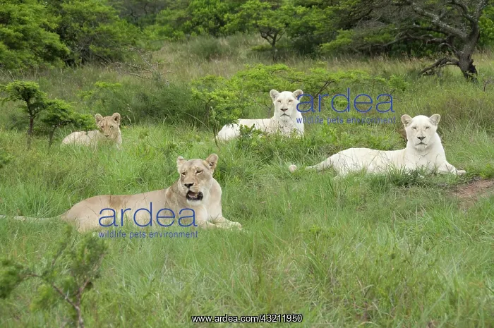 : South Africa, East London, Inkwenkwezi Private : South Africa, East London, Inkwenkwezi Private