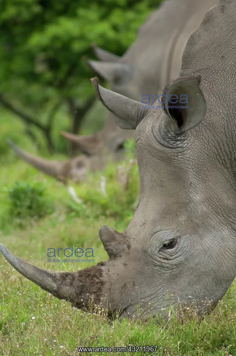 : South Africa, Eastern Cape, East London : South Africa, Eastern Cape, East London