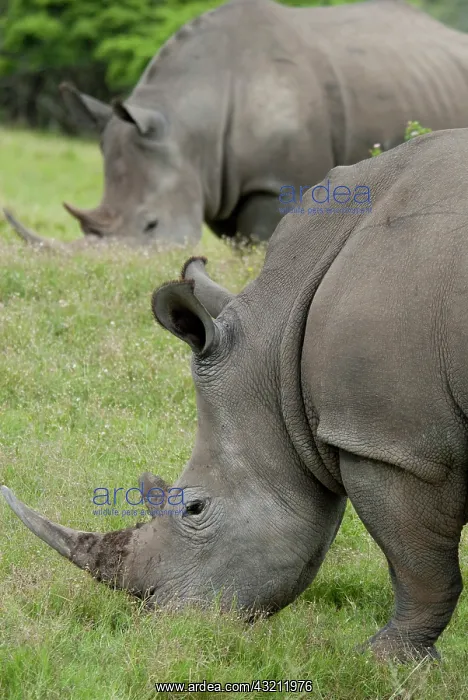 : South Africa, Eastern Cape, East London : South Africa, Eastern Cape, East London