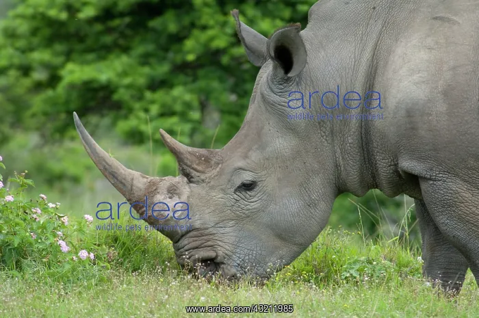 : South Africa, Eastern Cape, East London : South Africa, Eastern Cape, East London
