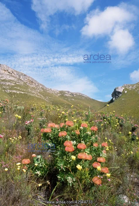  : SOUTH AFRICA, Fynbos