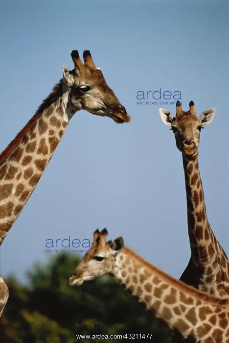 : South Africa, Giraffes (Large format sizes : South Africa, Giraffes (Large format sizes