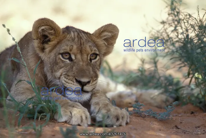  : South Africa, Kalahari-Gemsbok National