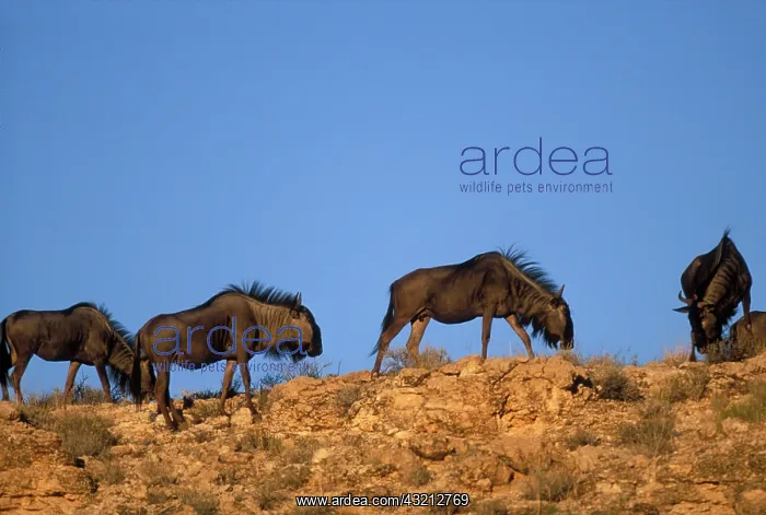 : South Africa, Kalahari-Gemsbok Nat'l Park : South Africa, Kalahari-Gemsbok Nat'l Park