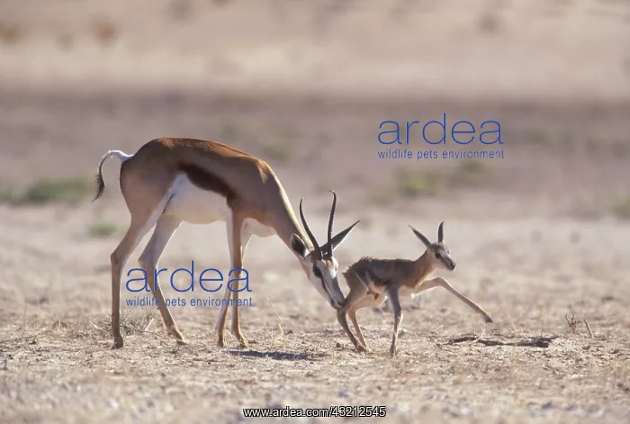 : South Africa, Kalahari Gemsbok NP, Springbok : South Africa, Kalahari Gemsbok NP, Springbok