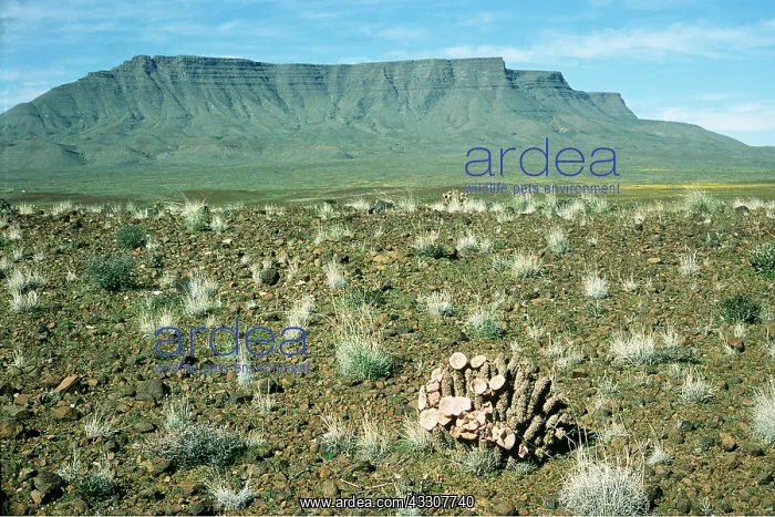 : SOUTH AFRICA - Karoo scene with Hoodia bainii : SOUTH AFRICA - Karoo scene with Hoodia bainii