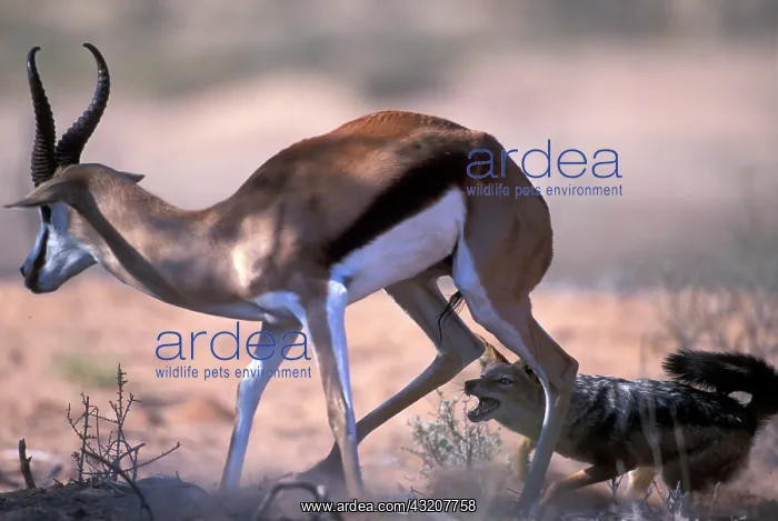 : South Africa, Kgalagadi Transfrontier Park : South Africa, Kgalagadi Transfrontier Park