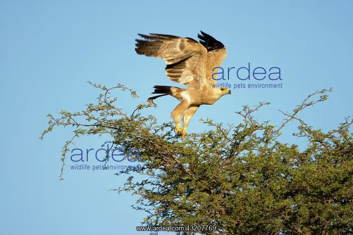 : South Africa, Kgalagadi Transfrontier Park : South Africa, Kgalagadi Transfrontier Park
