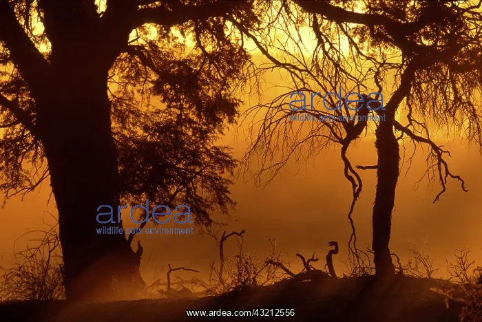 : South Africa, Kgalagadi Transfrontier Park : South Africa, Kgalagadi Transfrontier Park