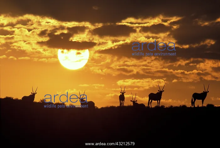  : South Africa, Kgalagadi Transfrontier Park