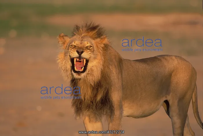  : South Africa, Kgalagadi Transfrontier Park