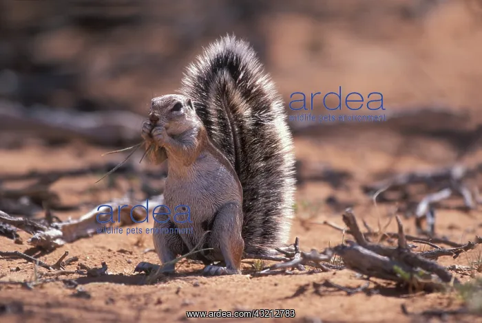 : South Africa, Kgalagadi Transfrontier Park : South Africa, Kgalagadi Transfrontier Park