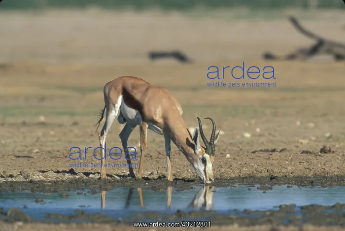 : South Africa, Kgalagadi Transfrontier Park : South Africa, Kgalagadi Transfrontier Park
