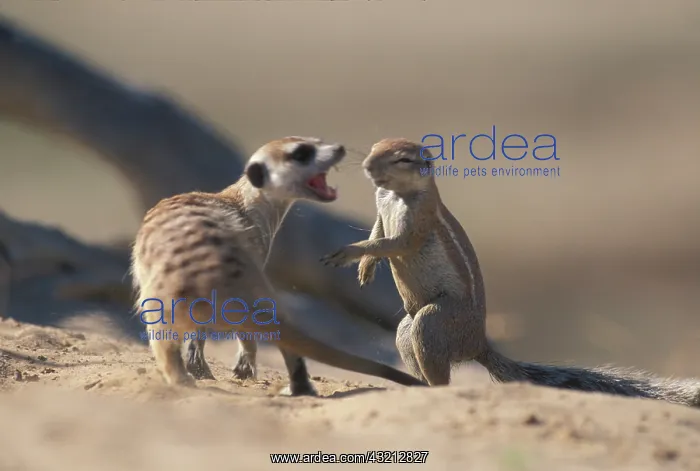 : South Africa, Kgalagadi Transfrontier Park : South Africa, Kgalagadi Transfrontier Park