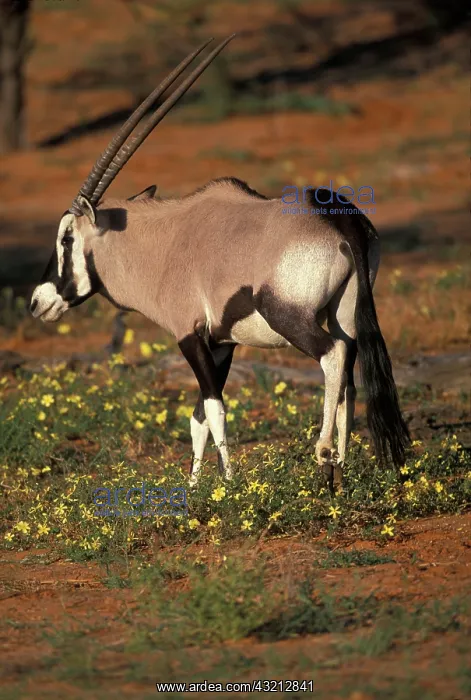 : South Africa, Kgalagadi Transfrontier Park : South Africa, Kgalagadi Transfrontier Park