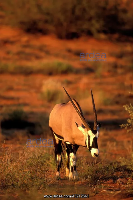 : South Africa, Kgalagadi Transfrontier Park : South Africa, Kgalagadi Transfrontier Park