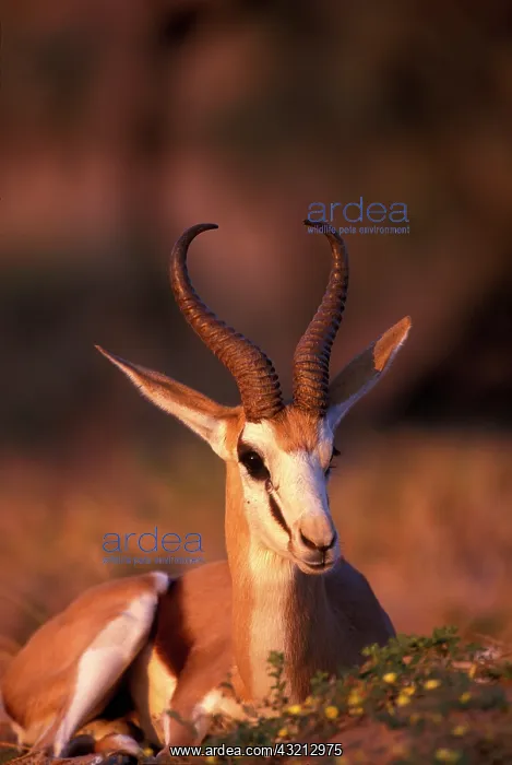 : South Africa, Kgalagadi Transfrontier Park : South Africa, Kgalagadi Transfrontier Park