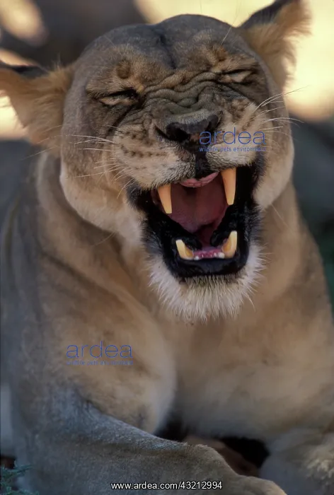 : South Africa, Kgalagadi Transfrontier Park : South Africa, Kgalagadi Transfrontier Park