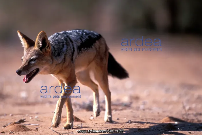 : South Africa, Kgalagadi Transfrontier Park : South Africa, Kgalagadi Transfrontier Park