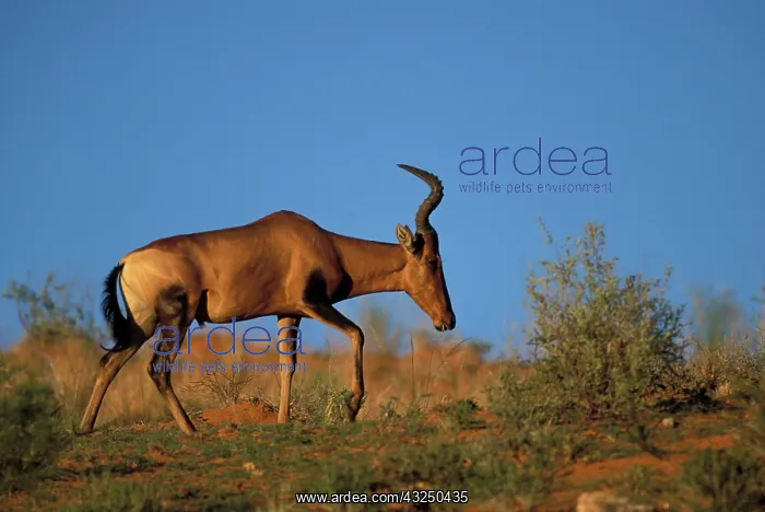 : South Africa, Kgalagadi Transfrontier Park : South Africa, Kgalagadi Transfrontier Park
