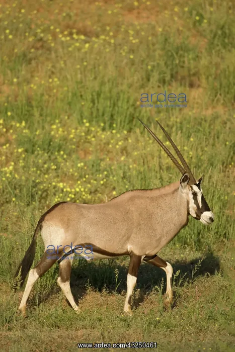 : South Africa, Kgalagadi Transfrontier Park : South Africa, Kgalagadi Transfrontier Park