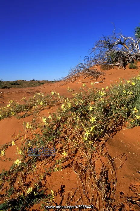 : South Africa, Kgalagadi Transfrontier Park : South Africa, Kgalagadi Transfrontier Park