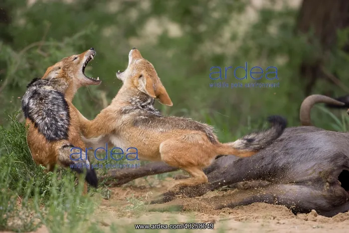 : South Africa, Kgalagadi Transfrontier Park : South Africa, Kgalagadi Transfrontier Park