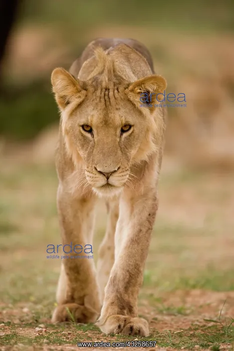  : South Africa, Kgalagadi Transfrontier Park
