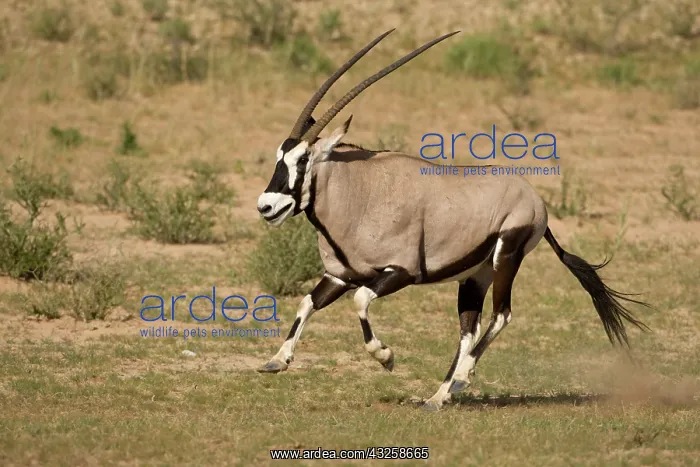 : South Africa, Kgalagadi Transfrontier Park : South Africa, Kgalagadi Transfrontier Park