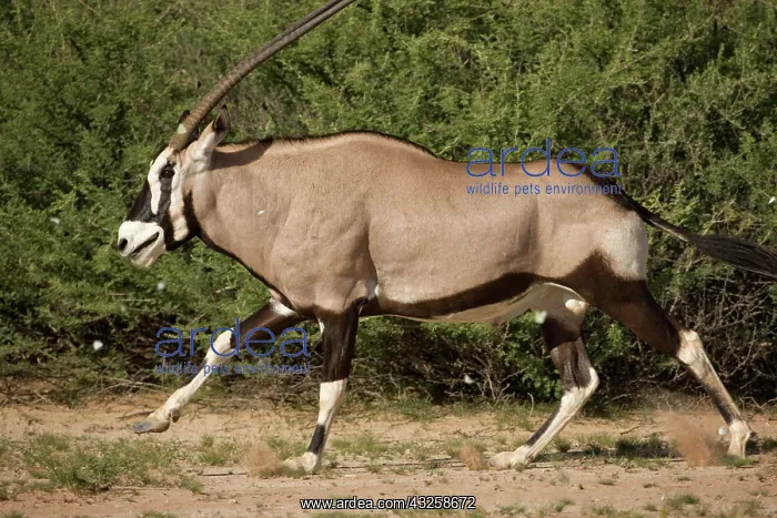 : South Africa, Kgalagadi Transfrontier Park : South Africa, Kgalagadi Transfrontier Park