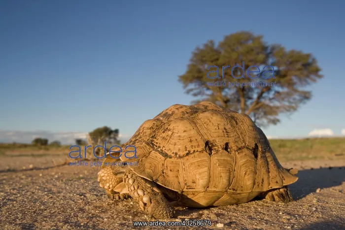 : South Africa, Kgalagadi Transfrontier Park : South Africa, Kgalagadi Transfrontier Park