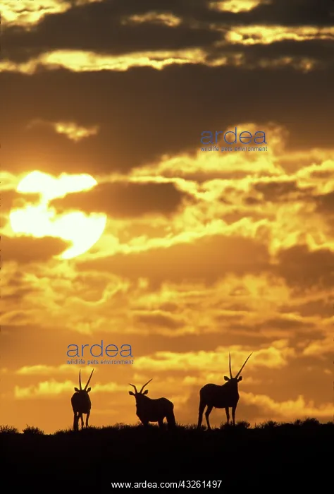 : South Africa, Kgalagadi Transfrontier Park : South Africa, Kgalagadi Transfrontier Park