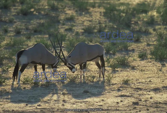 : South Africa, Kgalagadi Transfrontier Park : South Africa, Kgalagadi Transfrontier Park