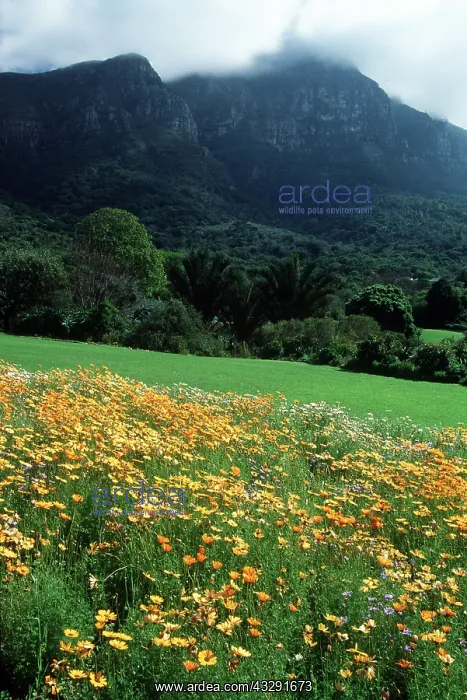 : South Africa - Kirstenbosch Botanical Garden, Beds : South Africa - Kirstenbosch Botanical Garden, Beds
