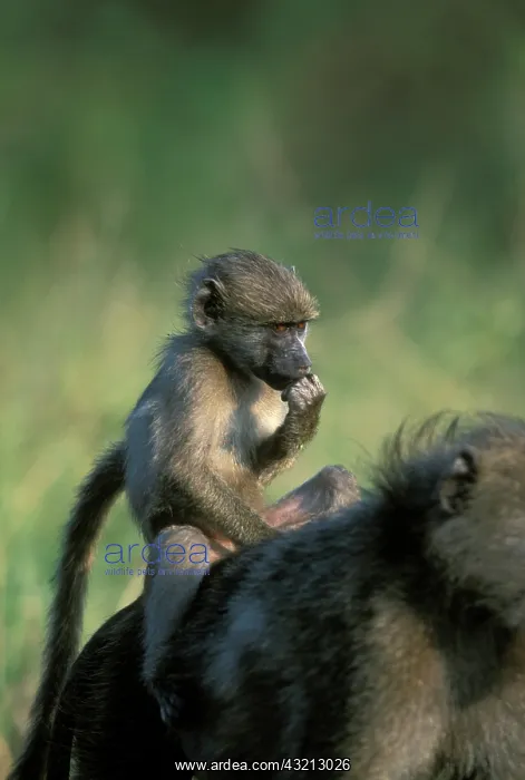 : South Africa, Kruger National Park, Chacma : South Africa, Kruger National Park, Chacma