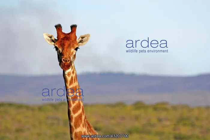 : South Africa, Kwandwe. Maasai Giraffe in : South Africa, Kwandwe. Maasai Giraffe in