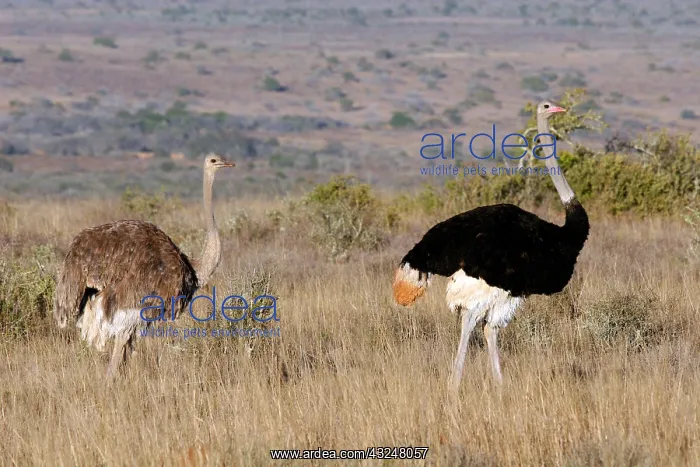 : South Africa, Kwandwe. A pair of Southern : South Africa, Kwandwe. A pair of Southern
