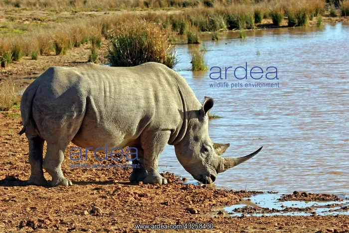 : South Africa, Kwandwe. Southern White Rhino : South Africa, Kwandwe. Southern White Rhino