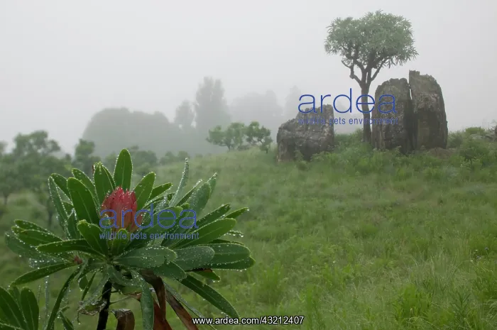  : South Africa, KwaZulu Natal Province, Royal