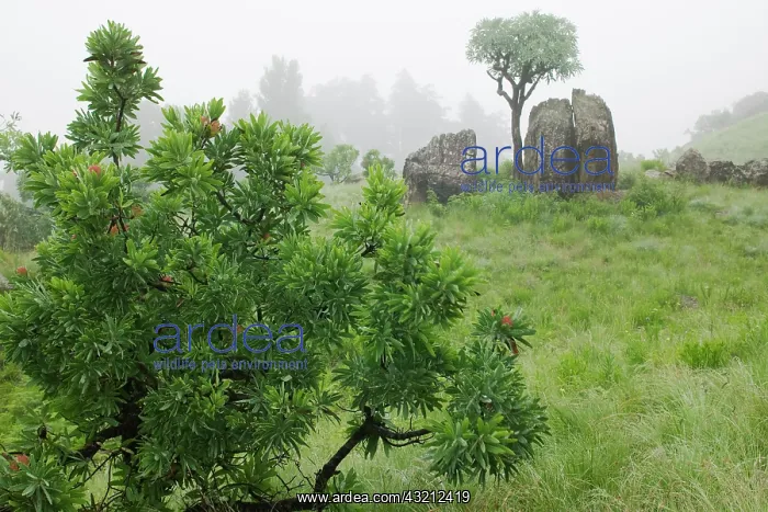 : South Africa, KwaZulu Natal Province, Royal : South Africa, KwaZulu Natal Province, Royal