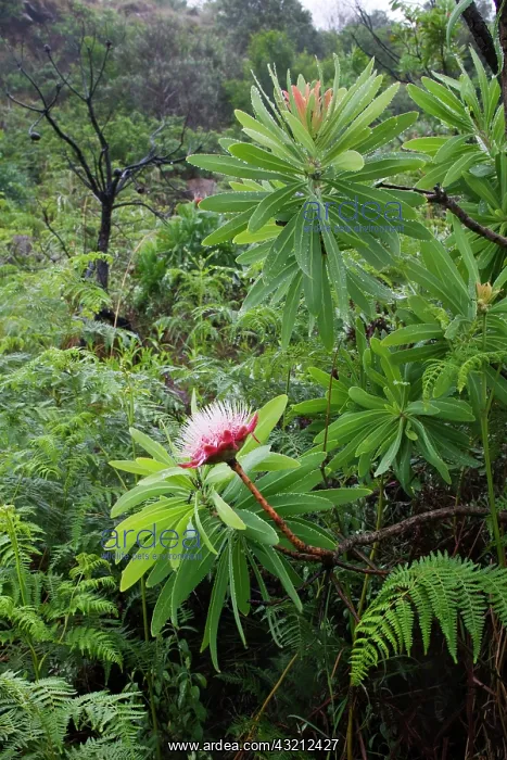 : South Africa, KwaZulu Natal Province, Royal : South Africa, KwaZulu Natal Province, Royal