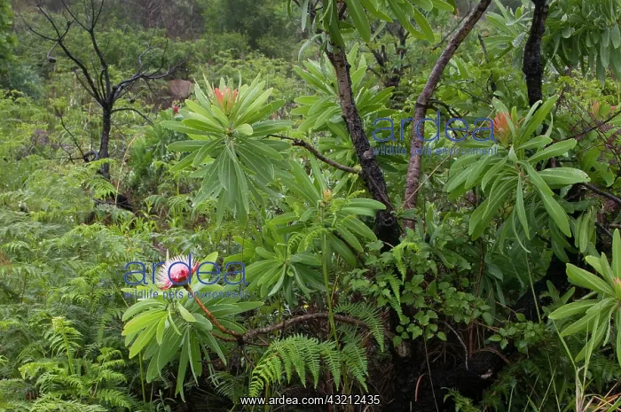 : South Africa, KwaZulu Natal Province, Royal : South Africa, KwaZulu Natal Province, Royal