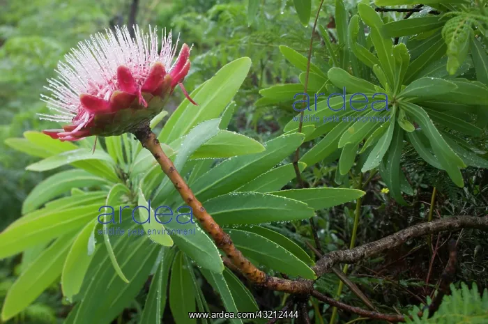 : South Africa, KwaZulu Natal Province, Royal : South Africa, KwaZulu Natal Province, Royal