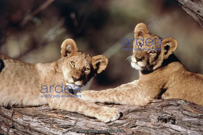 : South Africa, lion cubs (Large format sizes : South Africa, lion cubs (Large format sizes