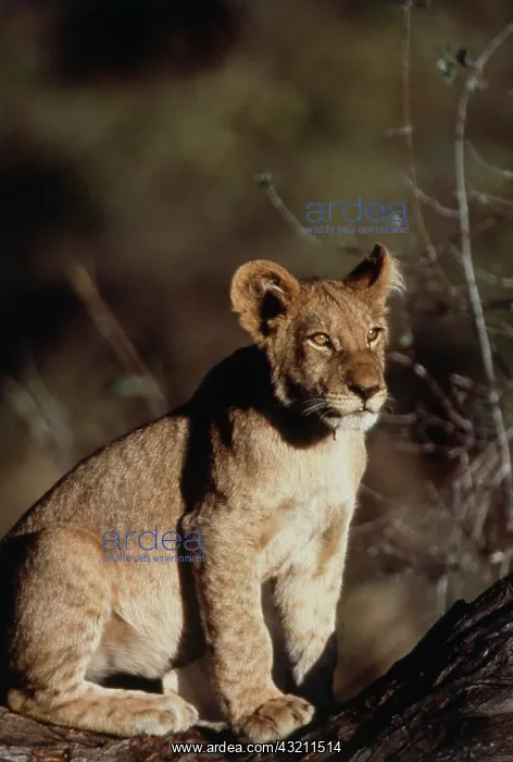 : South Africa, Lion sitting on tree trunk : South Africa, Lion sitting on tree trunk