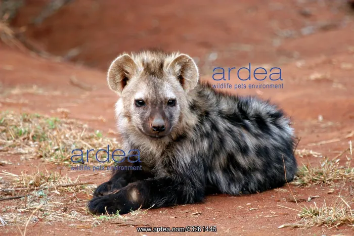 : South Africa, Madikwe. Young Spotted Hyena : South Africa, Madikwe. Young Spotted Hyena