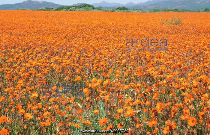 : SOUTH AFRICA - Orange Daisies : SOUTH AFRICA - Orange Daisies