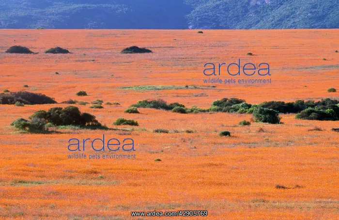 : South Africa - orange daisies (Dimorphotheca sinuata) : South Africa - orange daisies (Dimorphotheca sinuata)