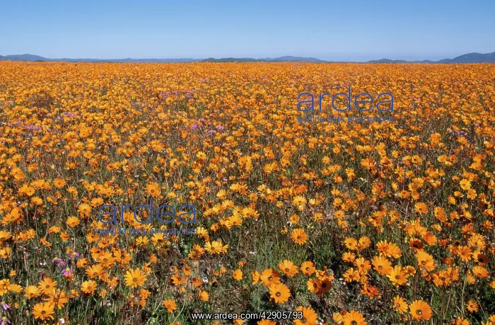 : South Africa - orange daisies (Dimorphotheca sinuata) : South Africa - orange daisies (Dimorphotheca sinuata)